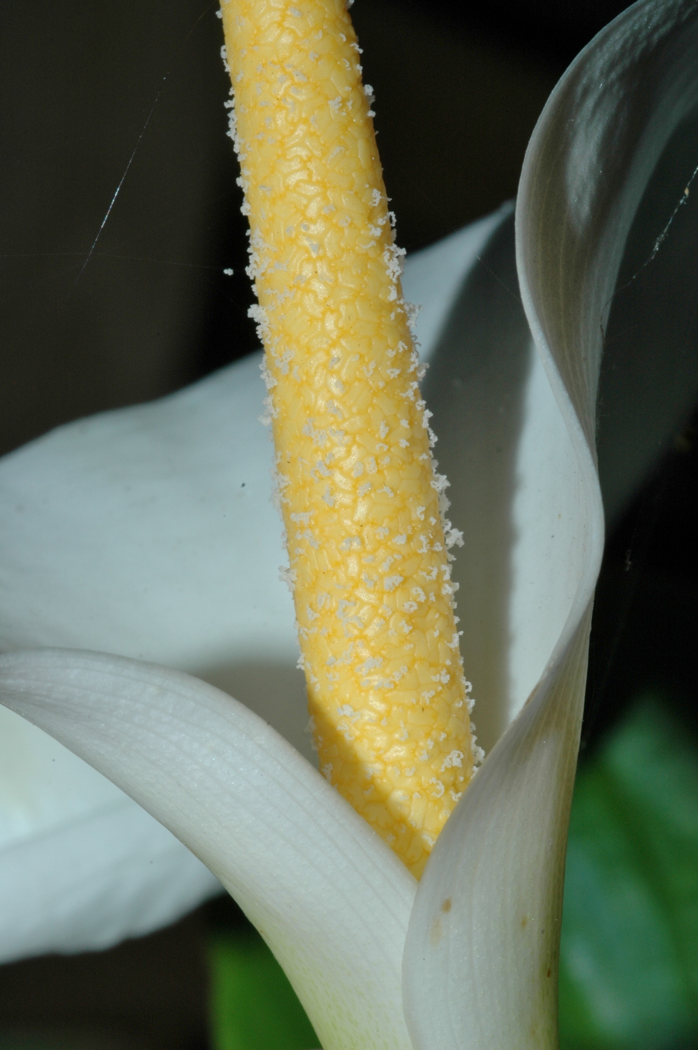 Araceae Zantedeschia aethiopica