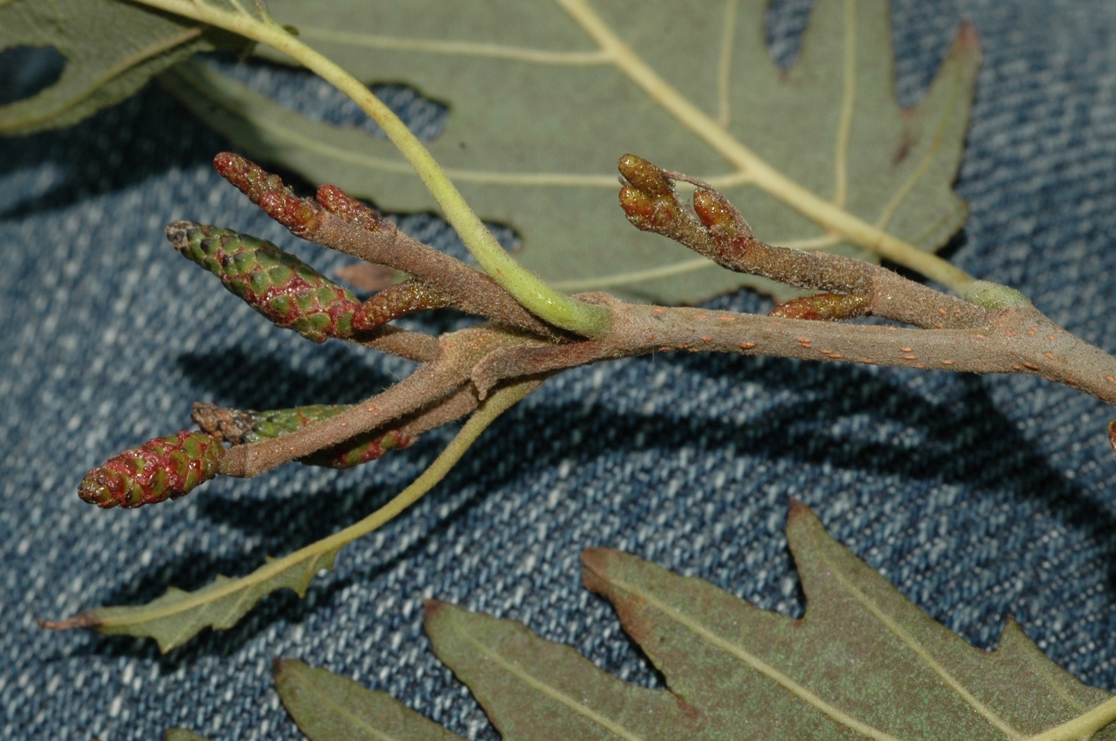 Betulaceae Alnus glutinosa