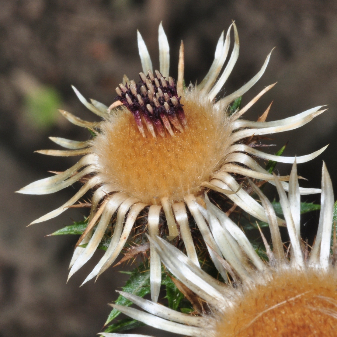 Asteraceae Carlina vulgaris