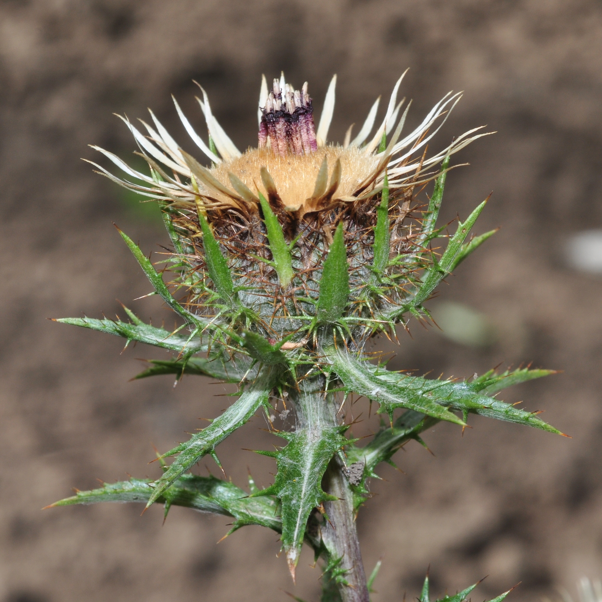 Asteraceae Carlina vulgaris