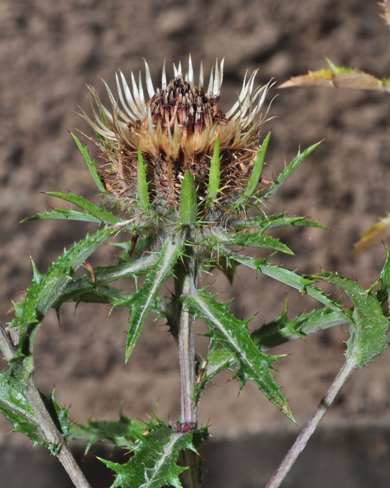 Asteraceae Carlina vulgaris