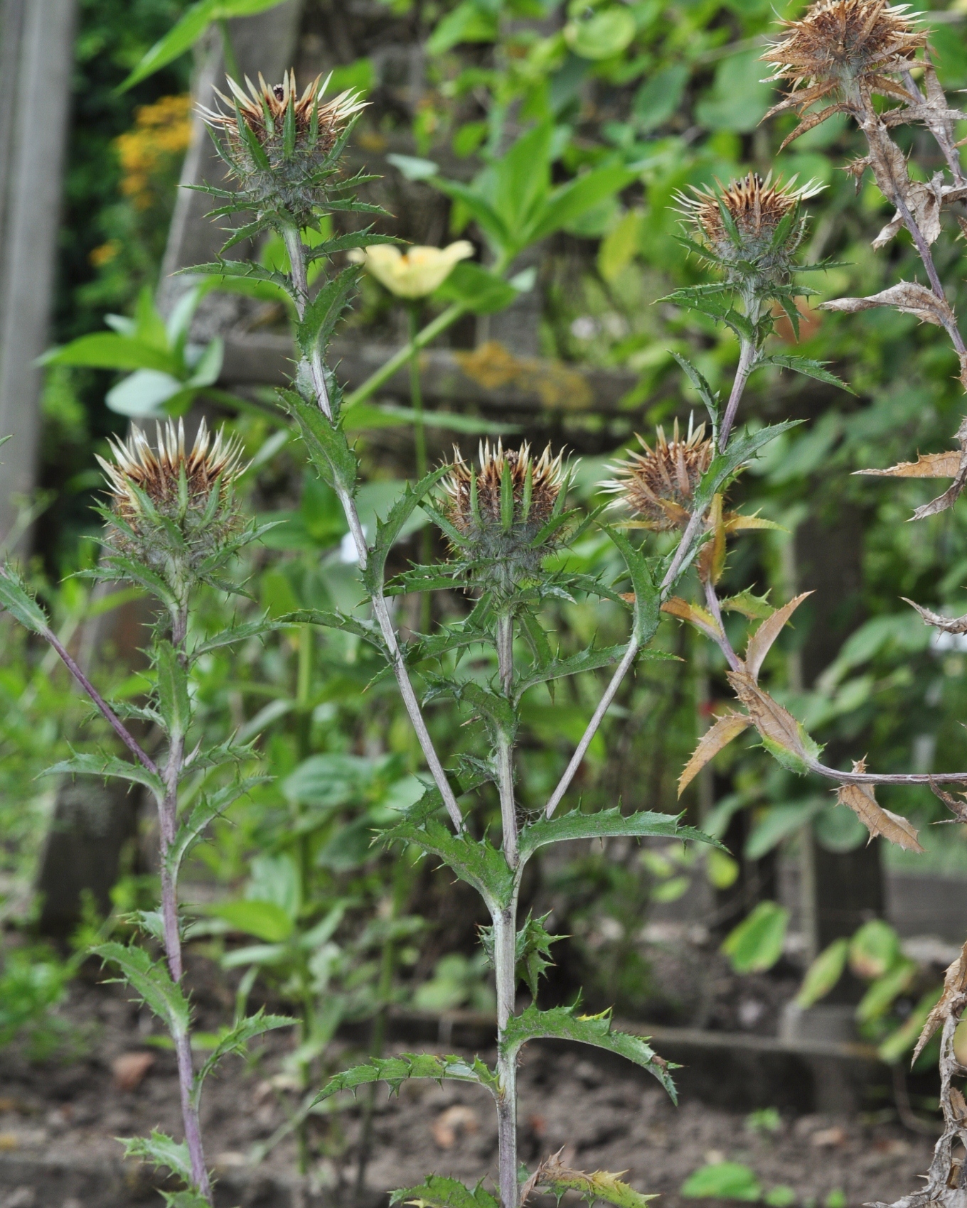 Asteraceae Carlina vulgaris