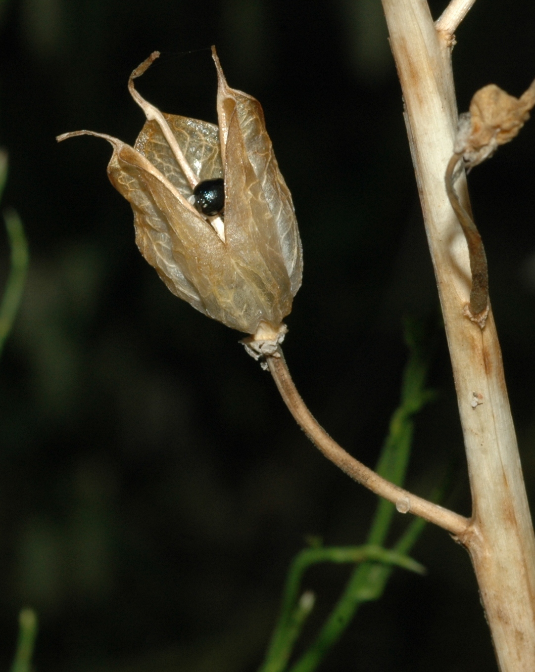 Hyacinthaceae Hyacinthoides non-scripta
