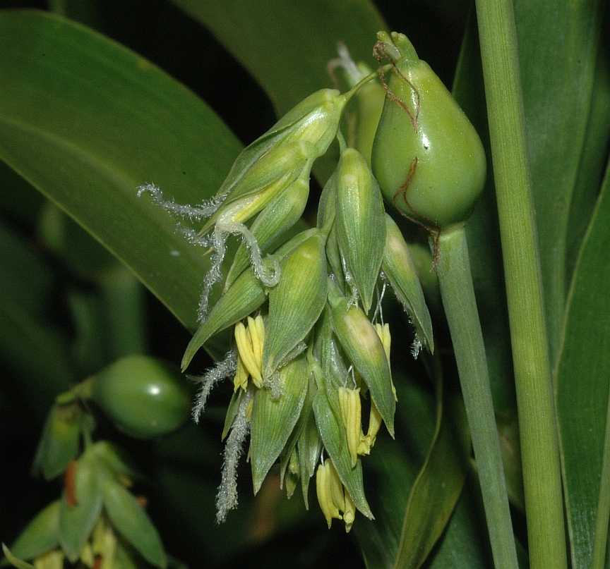 Poaceae Coix lacrima-jobi