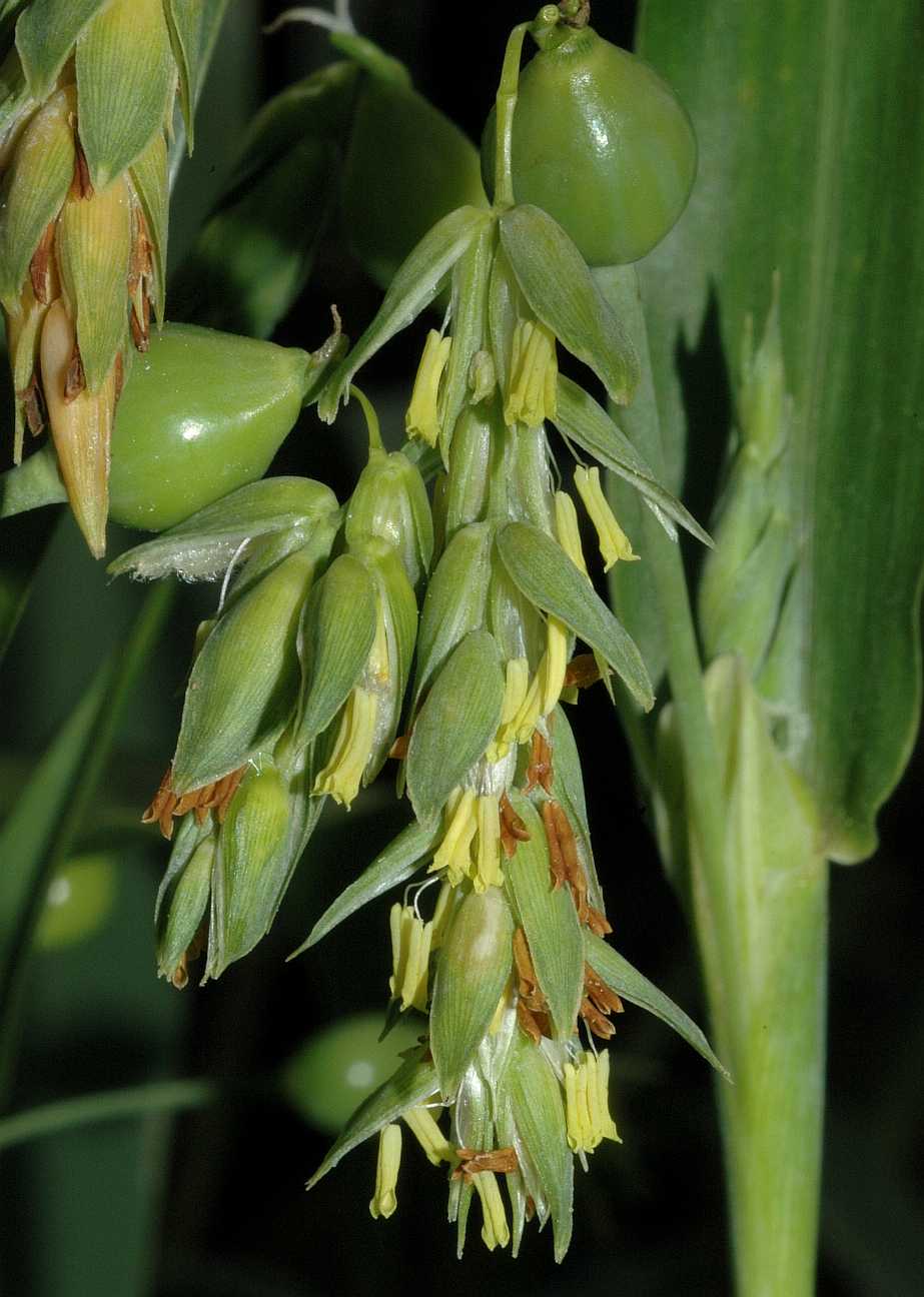 Poaceae Coix lacrima-jobi