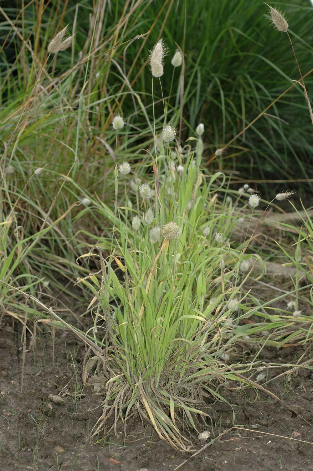 Poaceae Lagurus ovatus