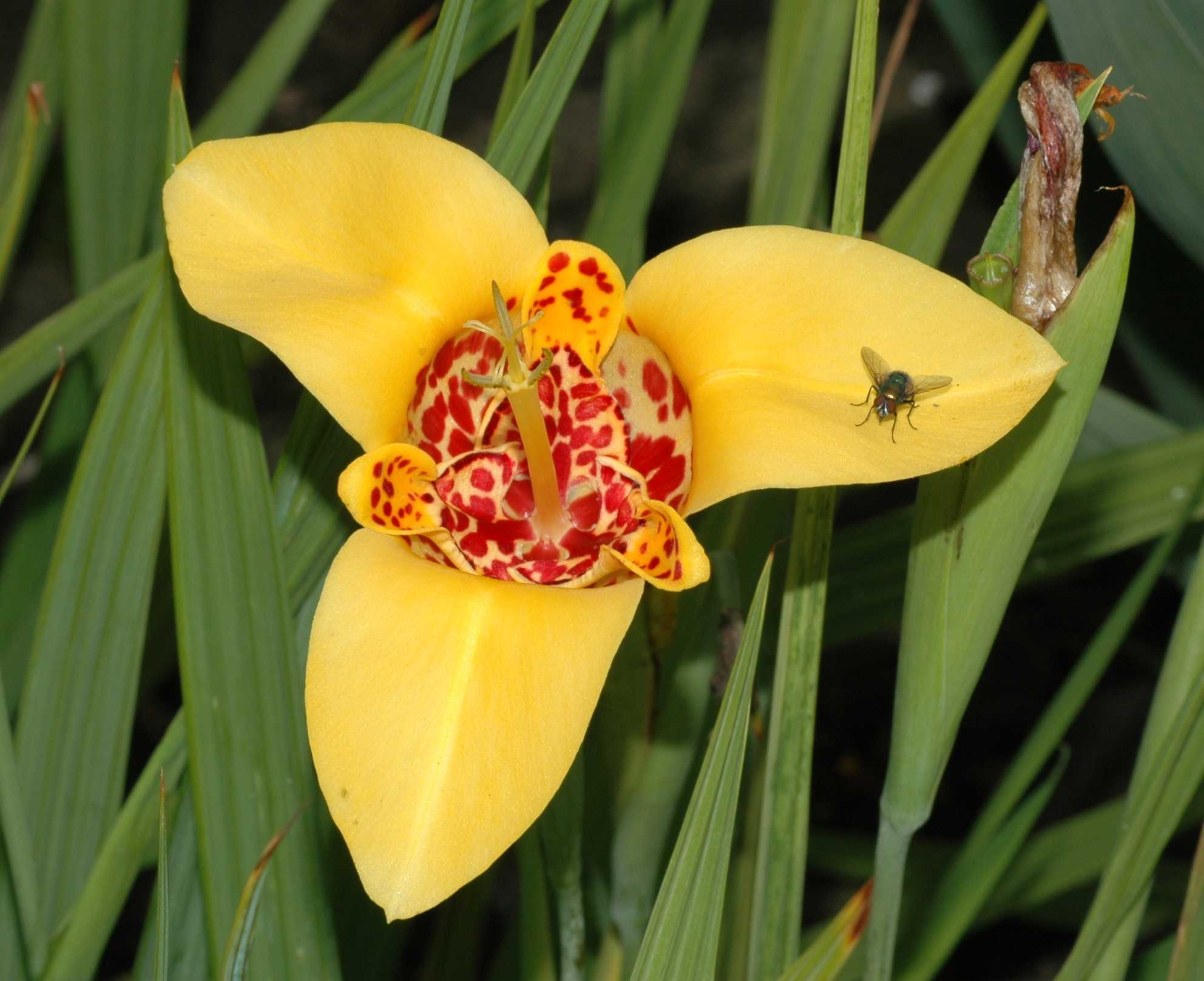 Iridaceae Tigridia pavonia