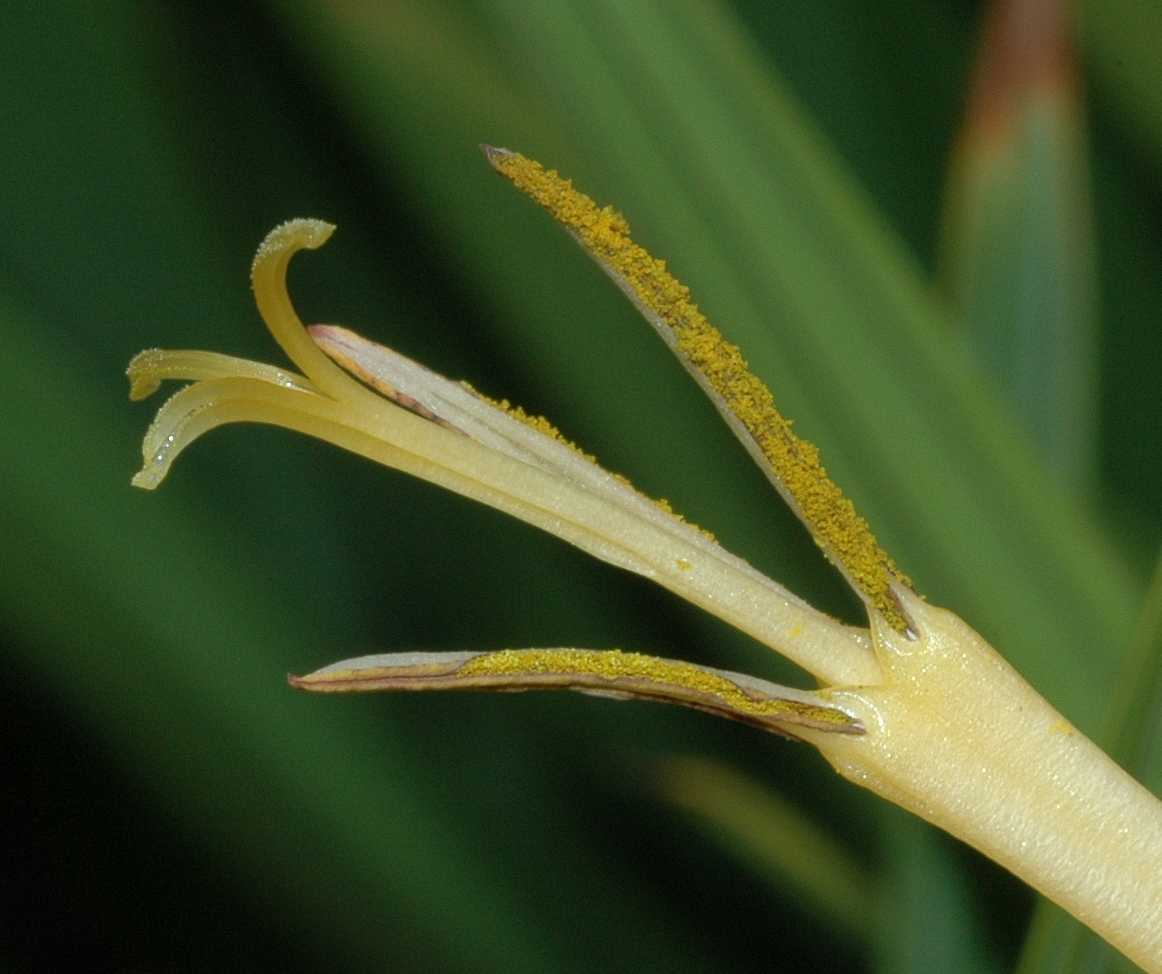 Iridaceae Tigridia pavonia