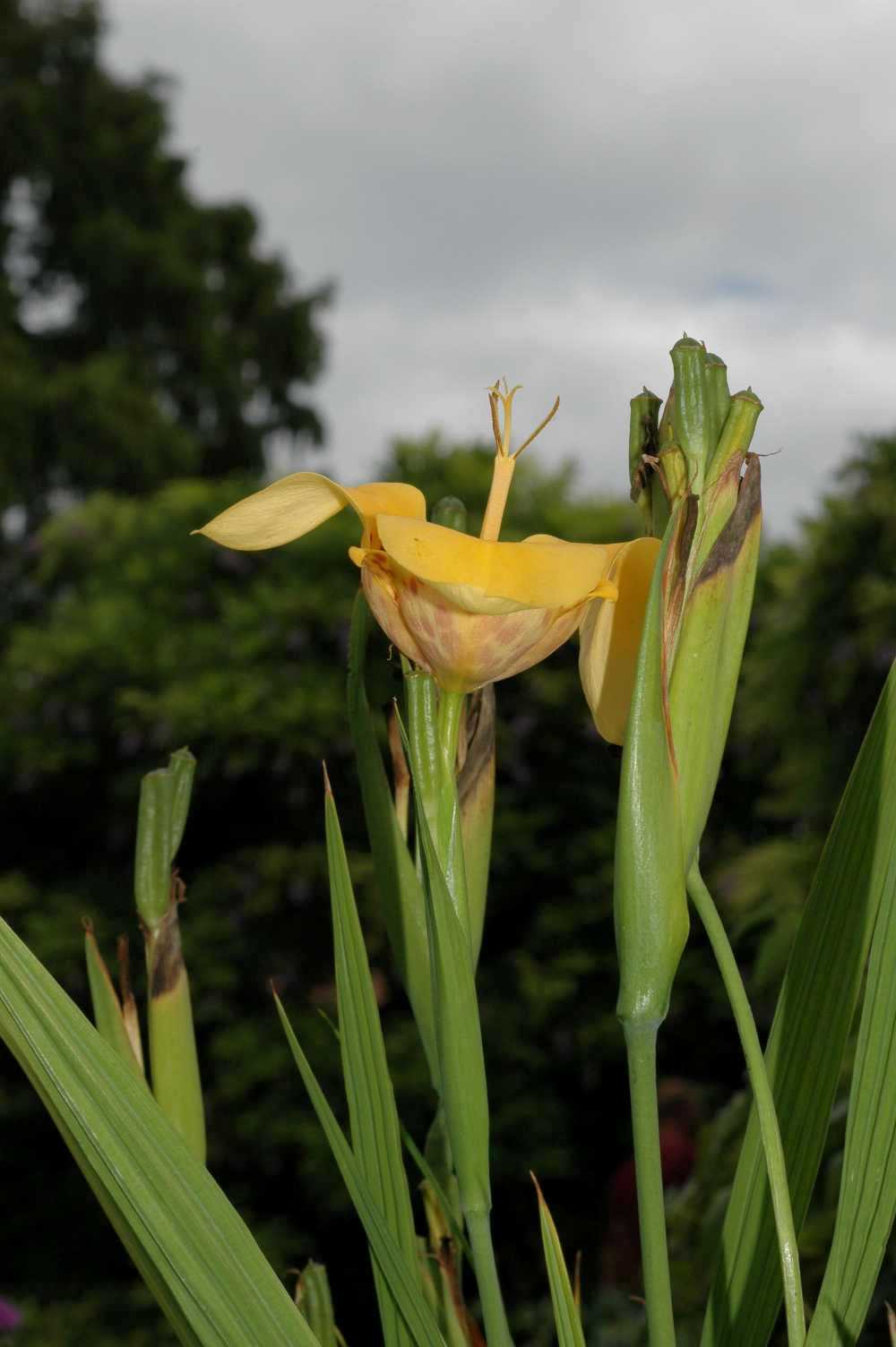 Iridaceae Tigridia pavonia