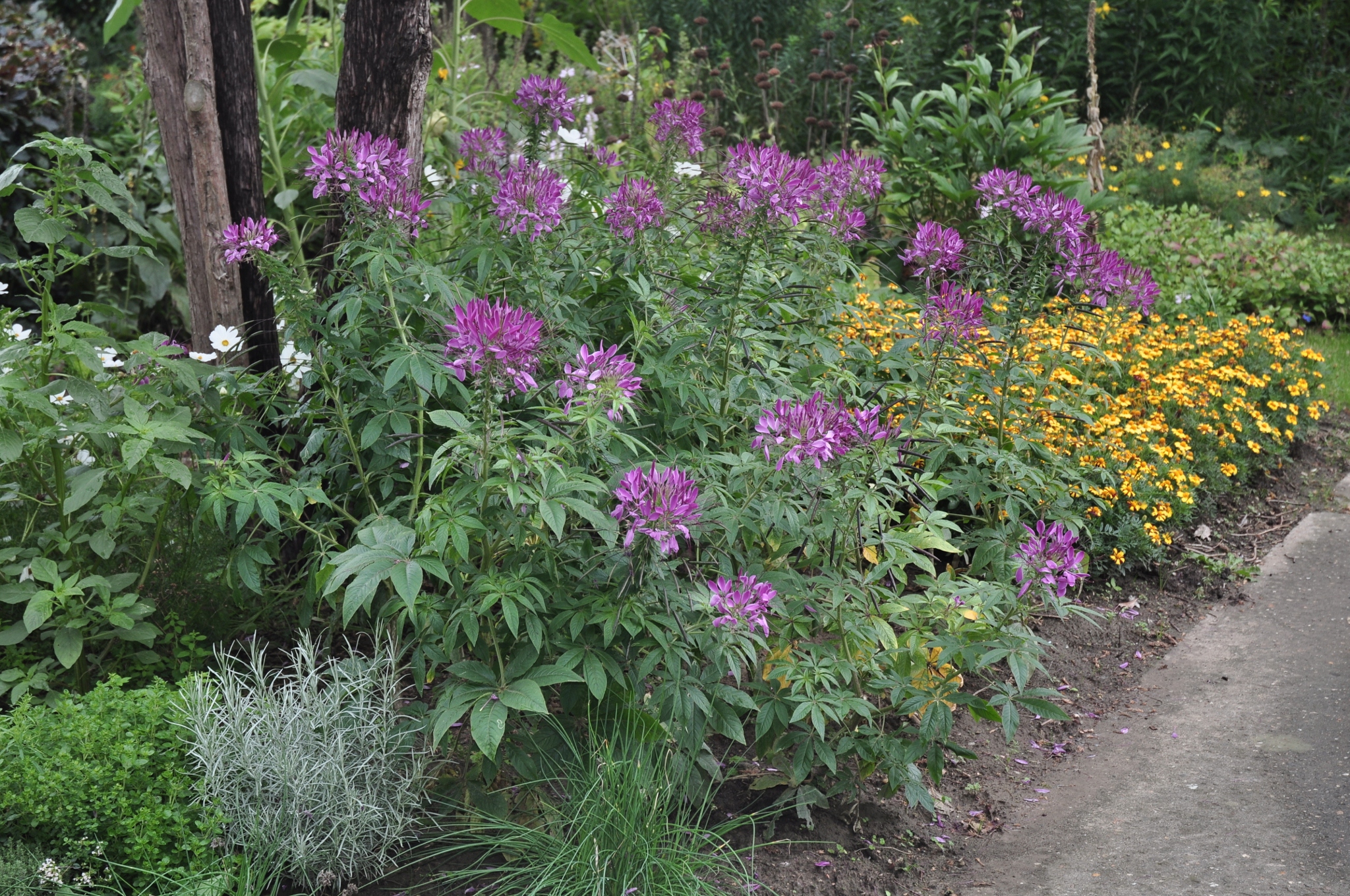 Cleomaceae Cleome spinosa