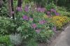 image of Cleome spinosa