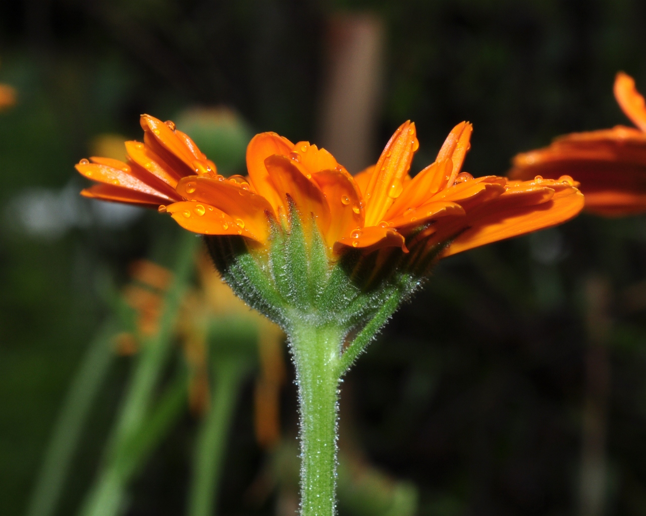 Asteraceae Calendula officinalis