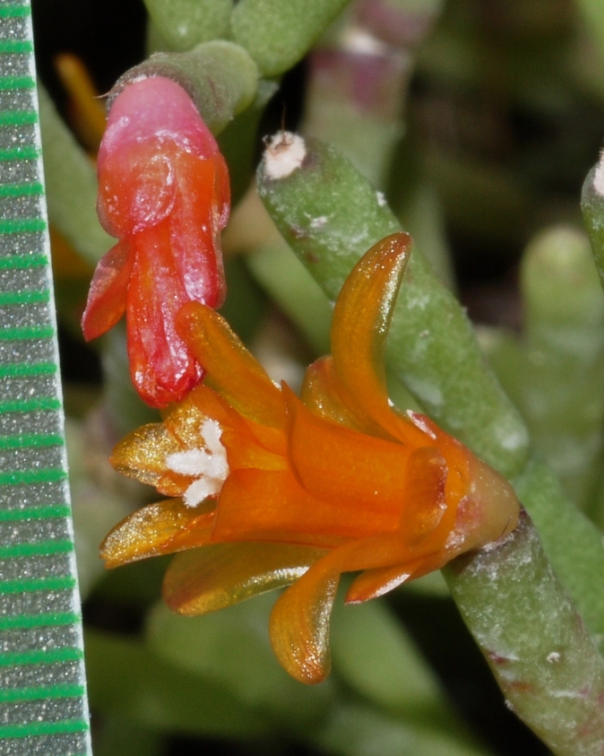 Cactaceae Hatiora salicornioides