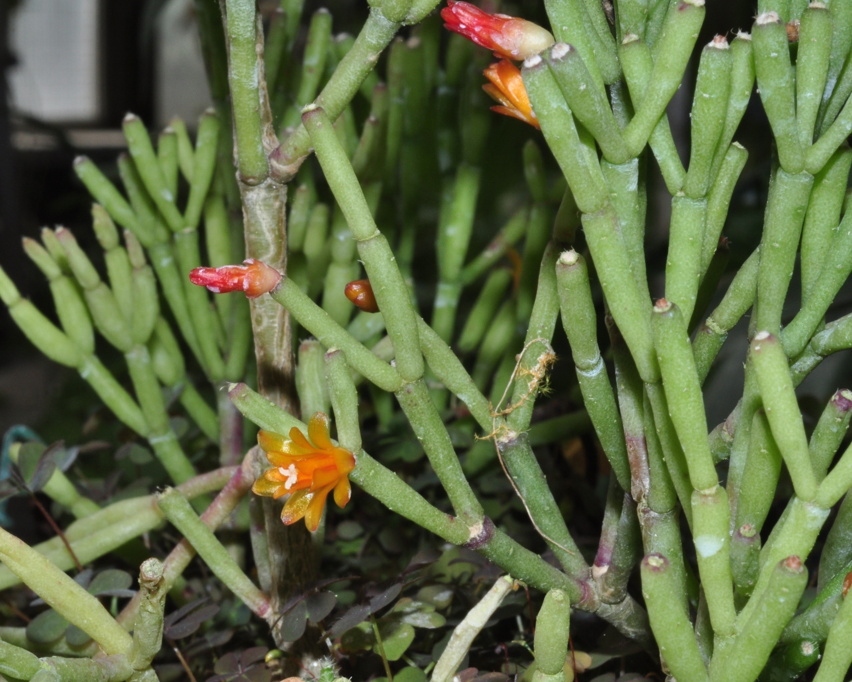 Cactaceae Hatiora salicornioides