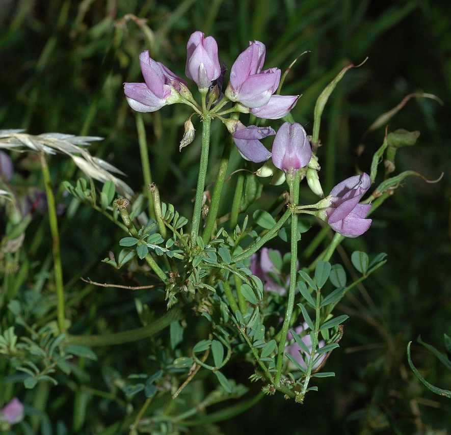 Fabaceae Coronilla varia