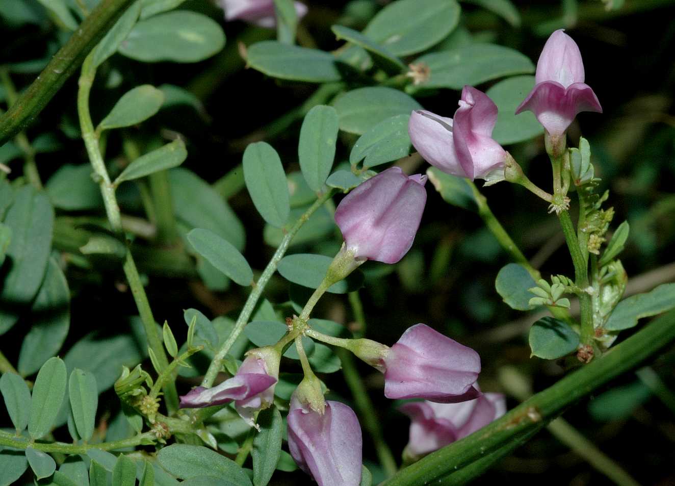 Fabaceae Coronilla varia