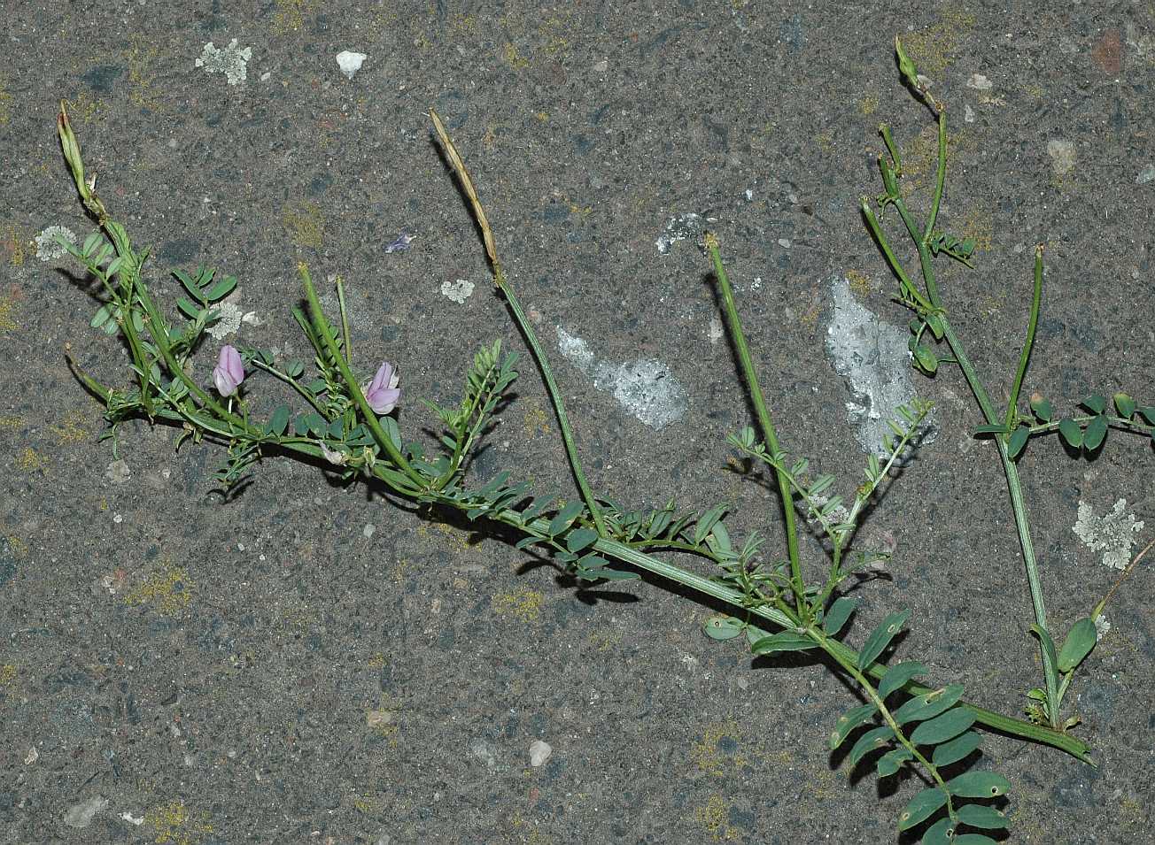 Fabaceae Coronilla varia