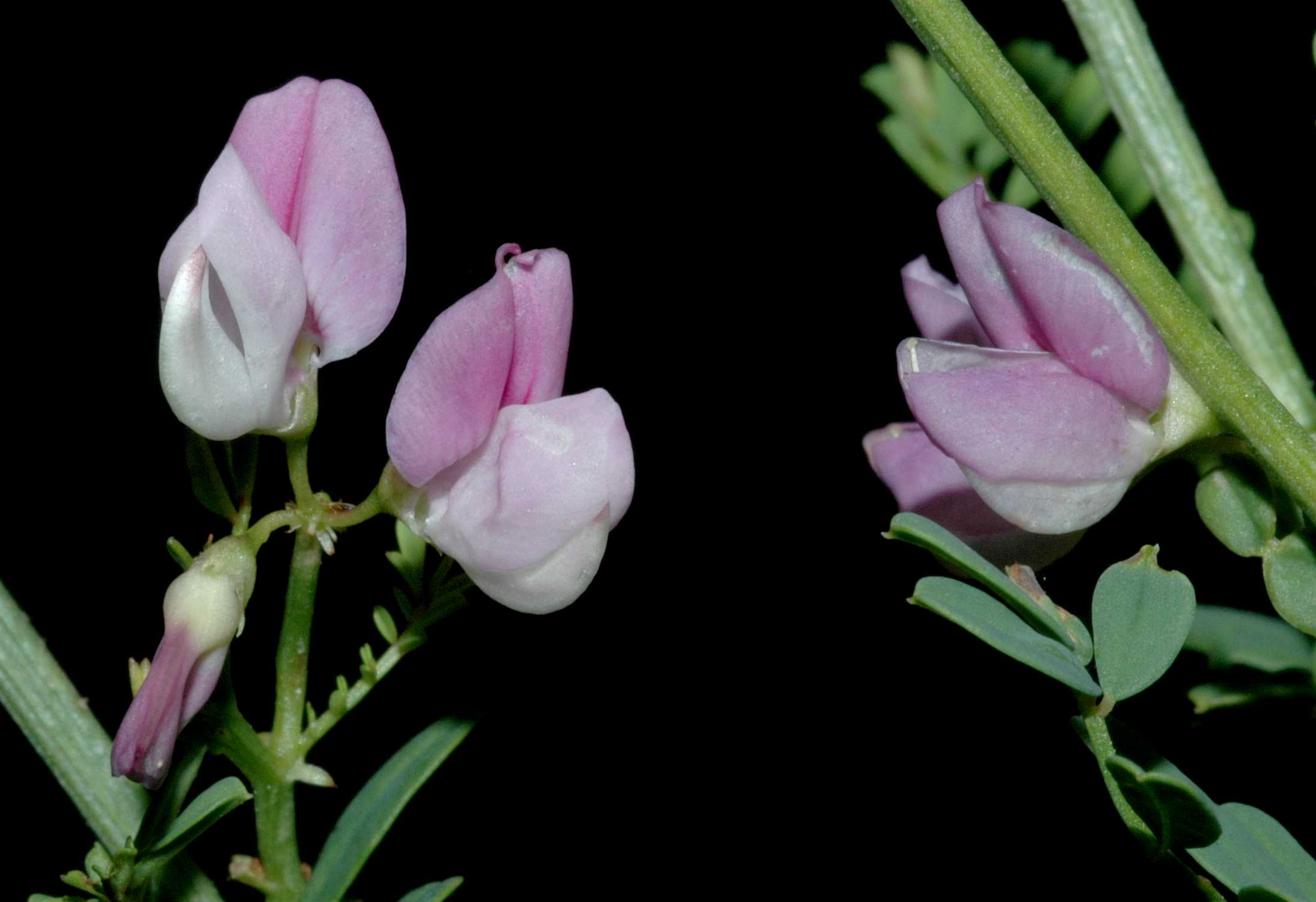 Fabaceae Coronilla varia