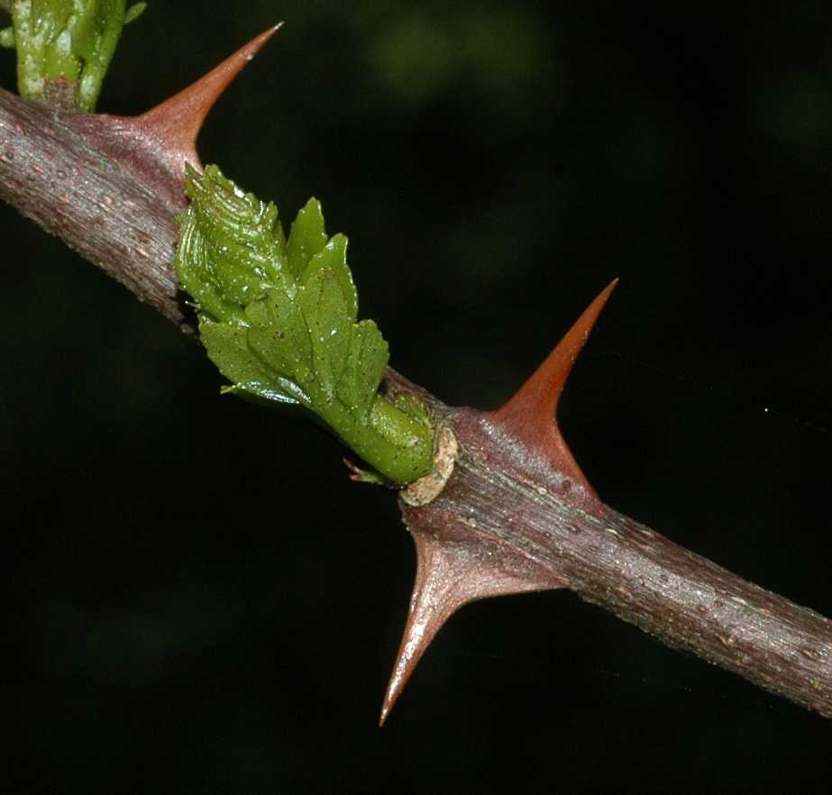 Rutaceae Zanthoxylum piperatum