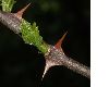 image of Zanthoxylum piperatum