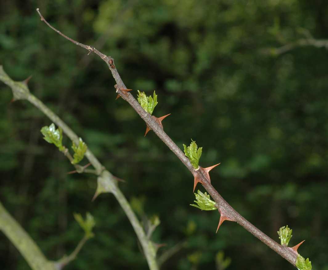 Rutaceae Zanthoxylum piperatum