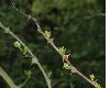 image of Zanthoxylum piperatum