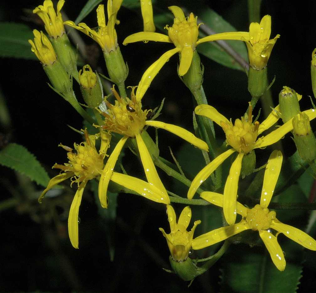 Asteraceae Senecio nemorensis