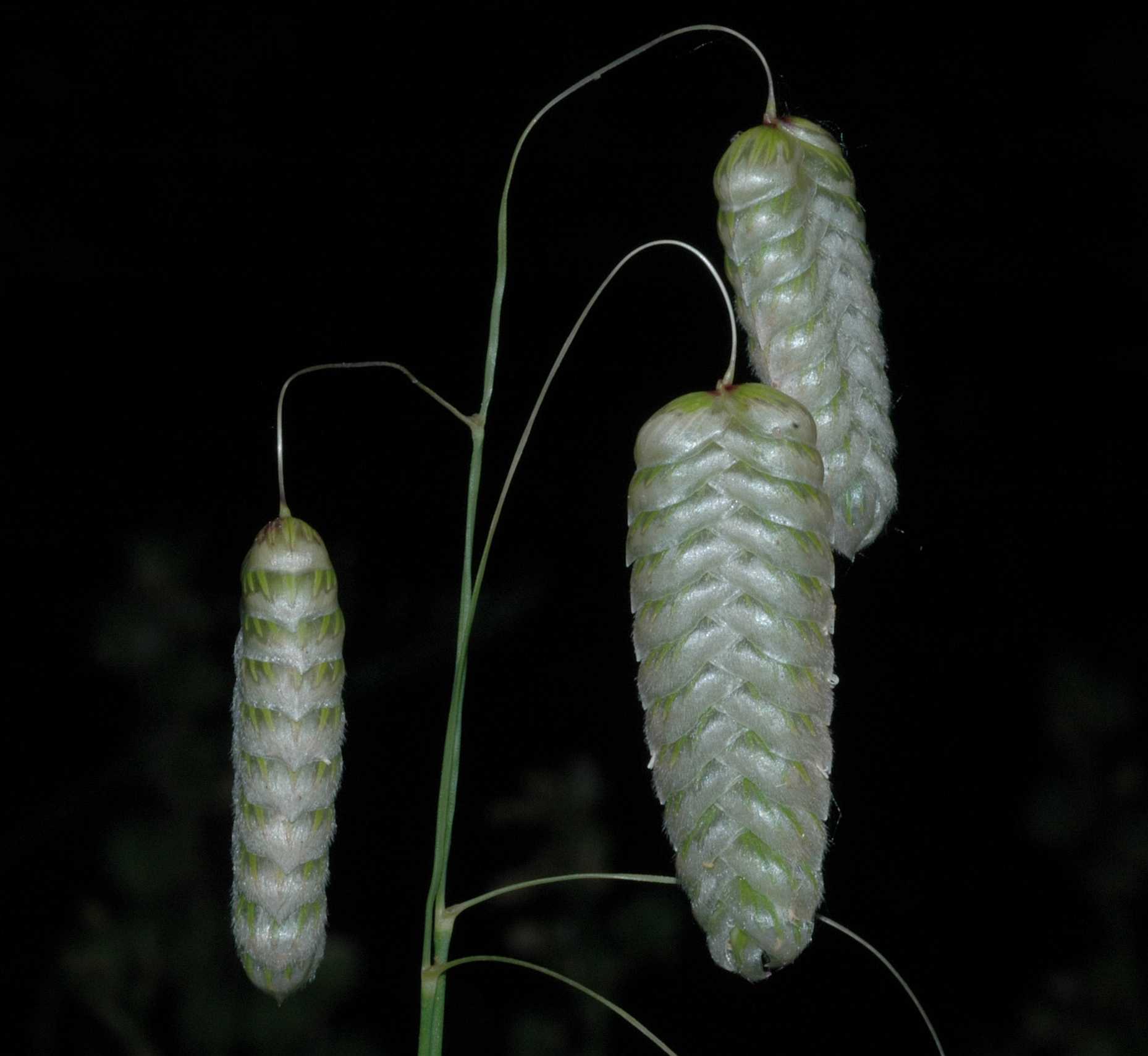 Poaceae Briza maxima