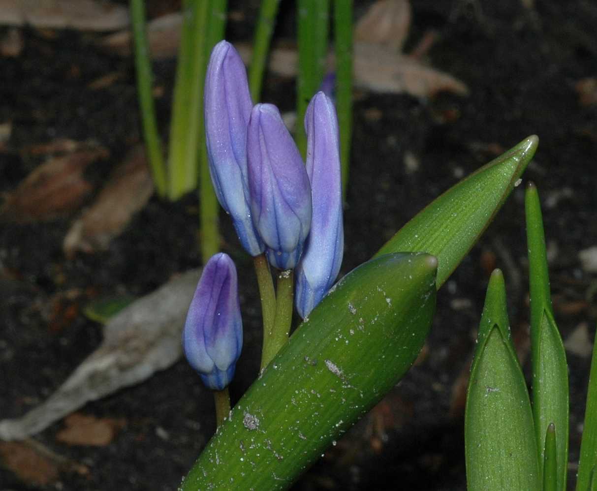 Hyacinthaceae Chionodoxa luciliae