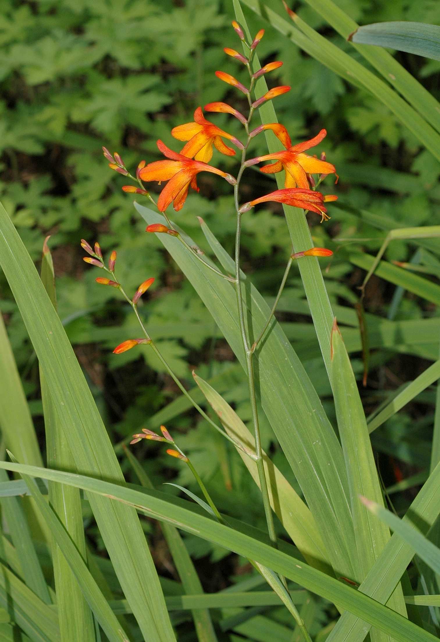 Iridaceae Crocosmia 