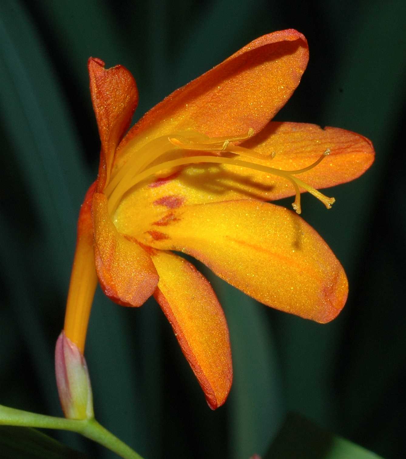 Iridaceae Crocosmia 