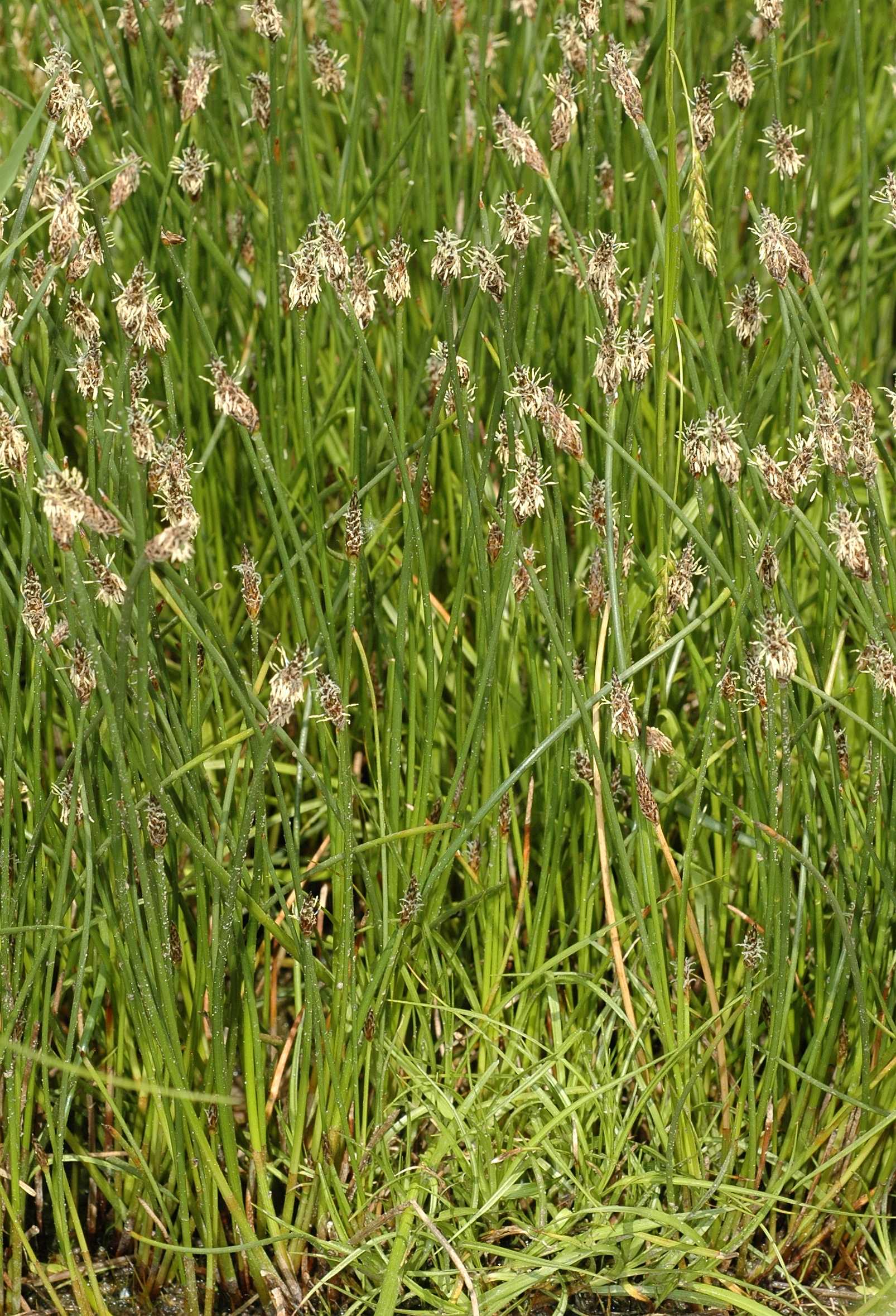 Cyperaceae Eleocharis palustris