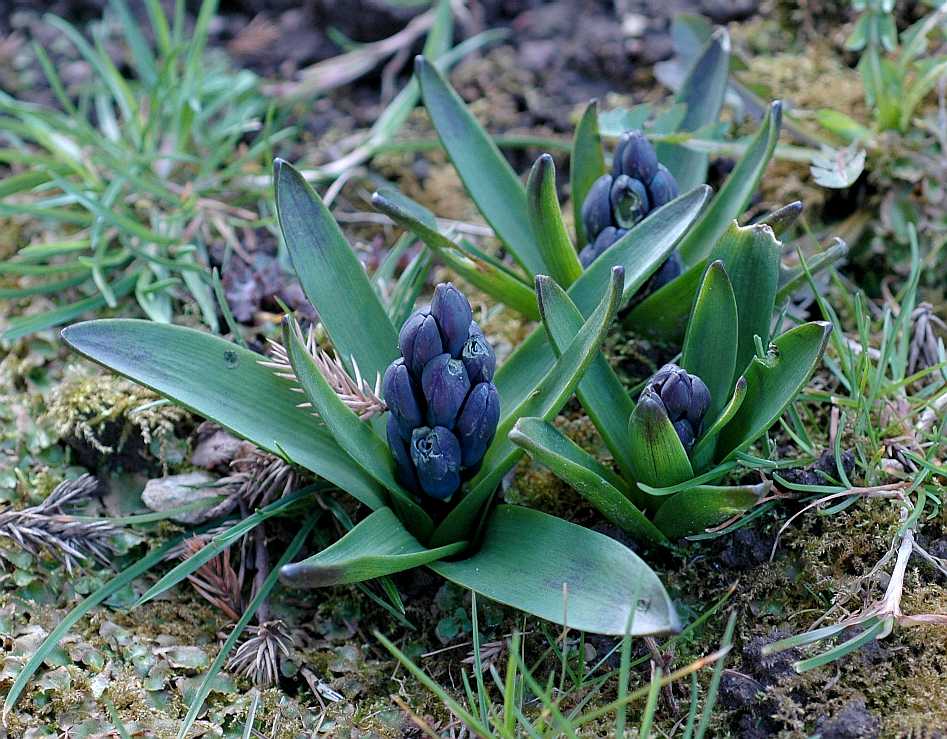 Hyacinthaceae Hyacinthus 