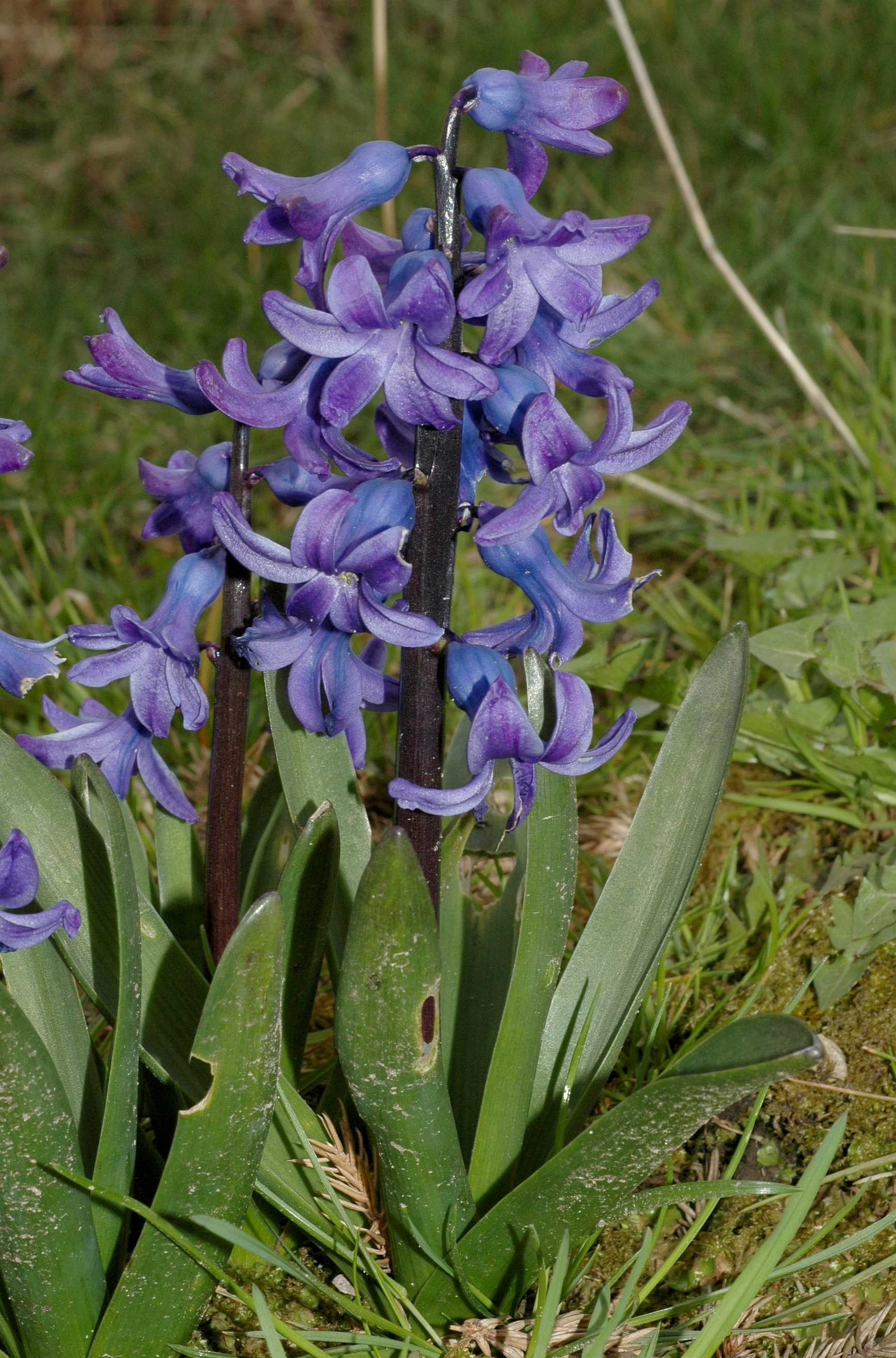 Hyacinthaceae Hyacinthus 