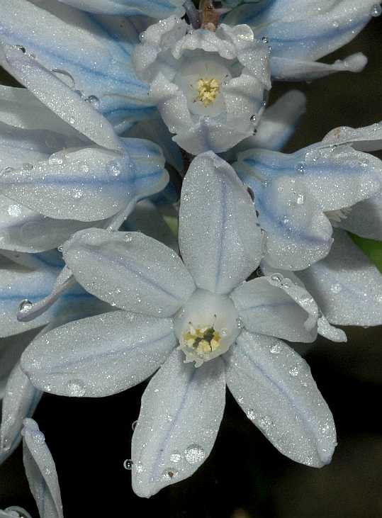 Hyacinthaceae Puschkinia scilloides