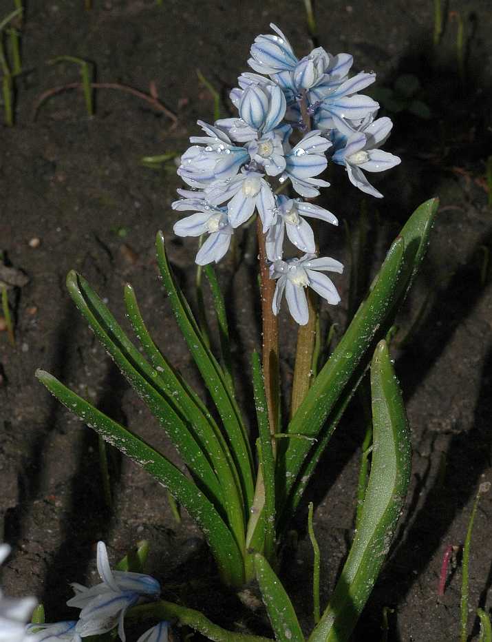 Hyacinthaceae Puschkinia scilloides