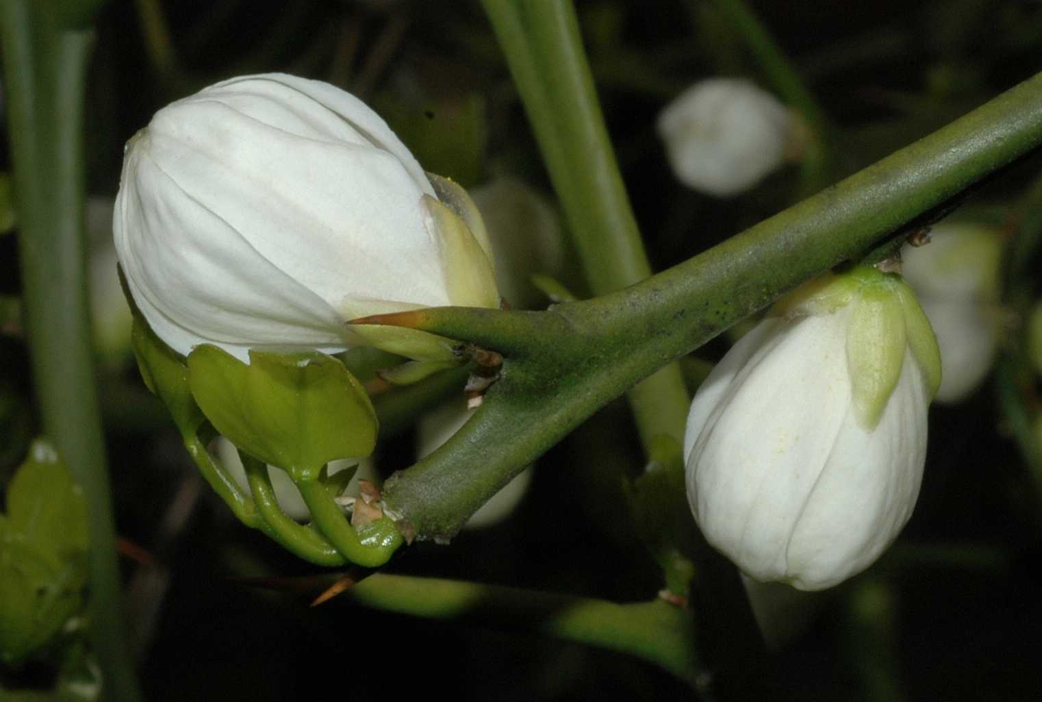 Rutaceae Poncirus trifoliata