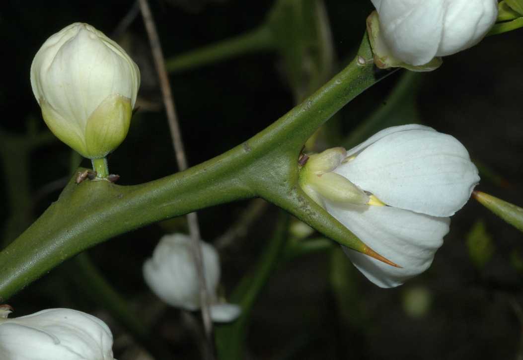 Rutaceae Poncirus trifoliata