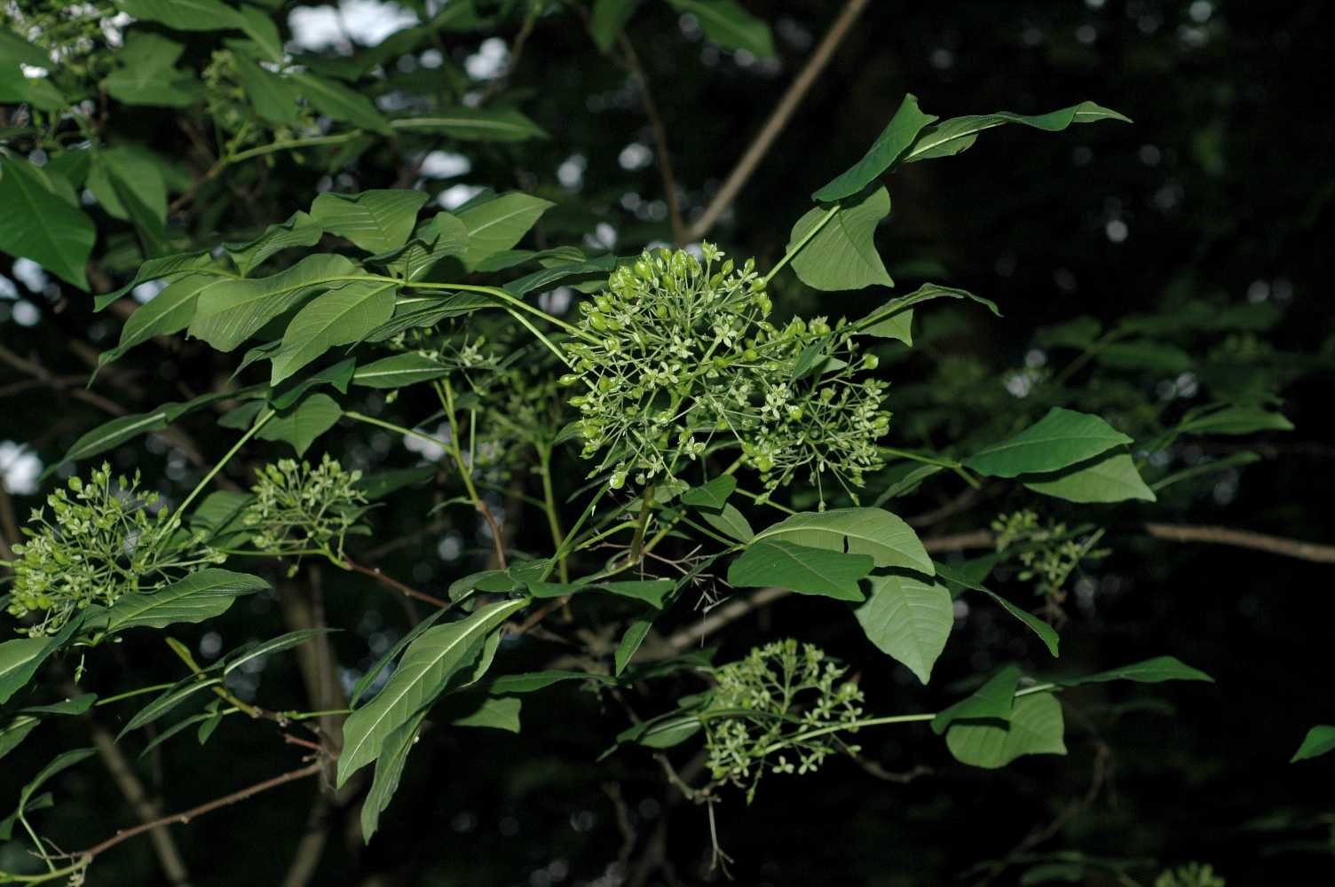 Rutaceae Ptelea trifoliata