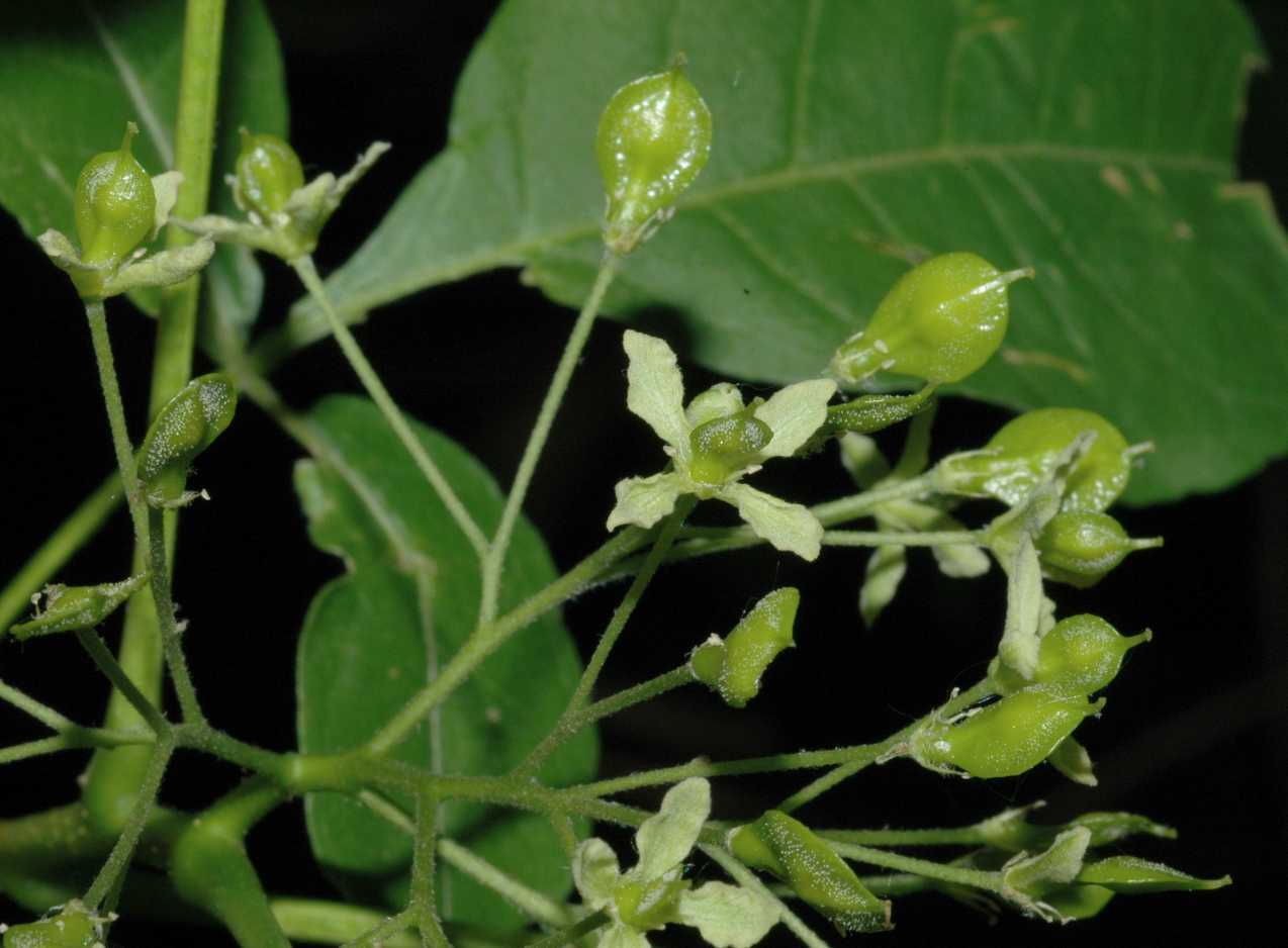 Rutaceae Ptelea trifoliata