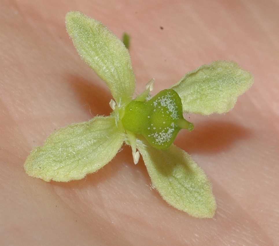 Rutaceae Ptelea trifoliata