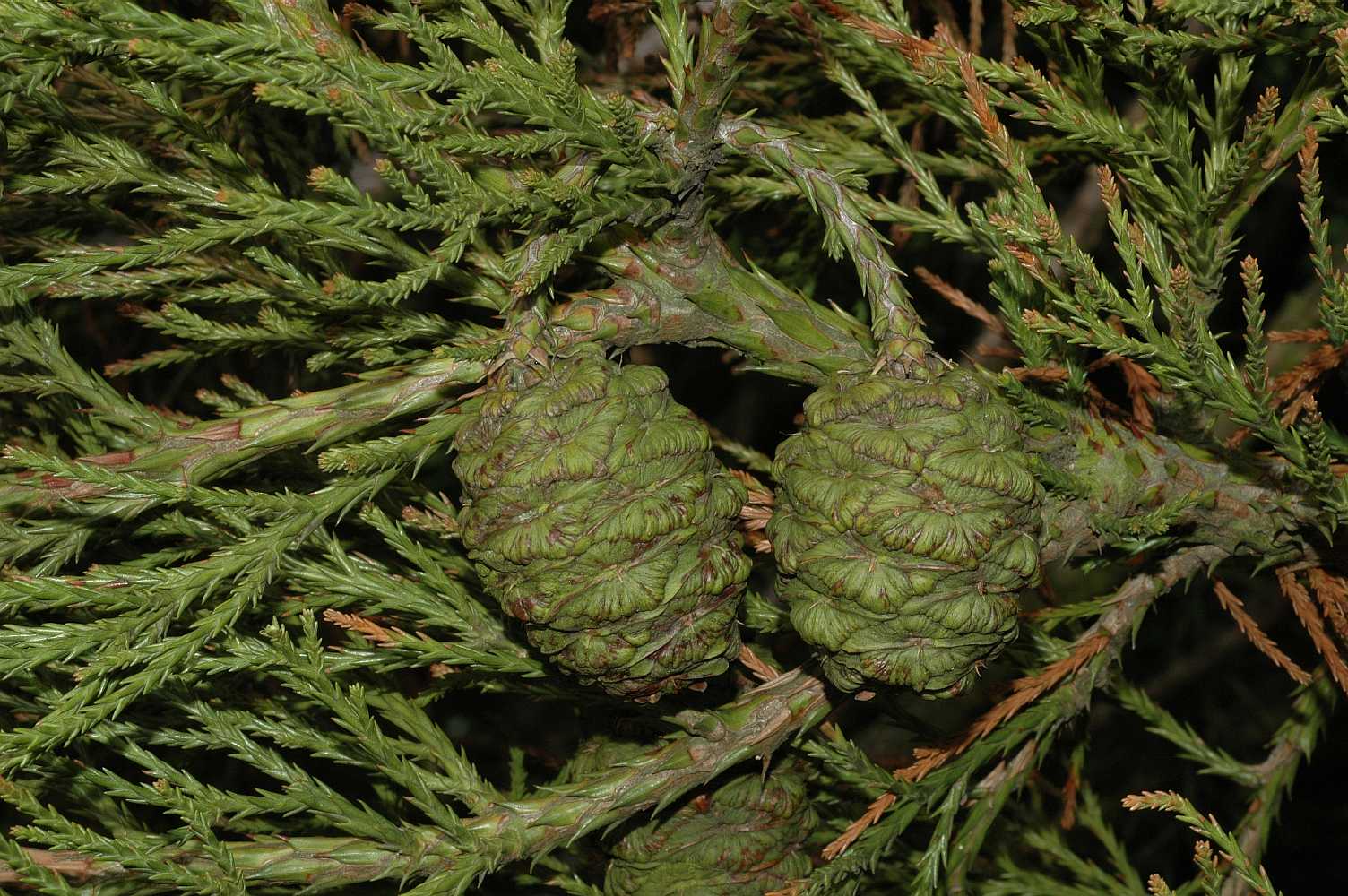 Cupressaceae Sequoiadendron giganteum