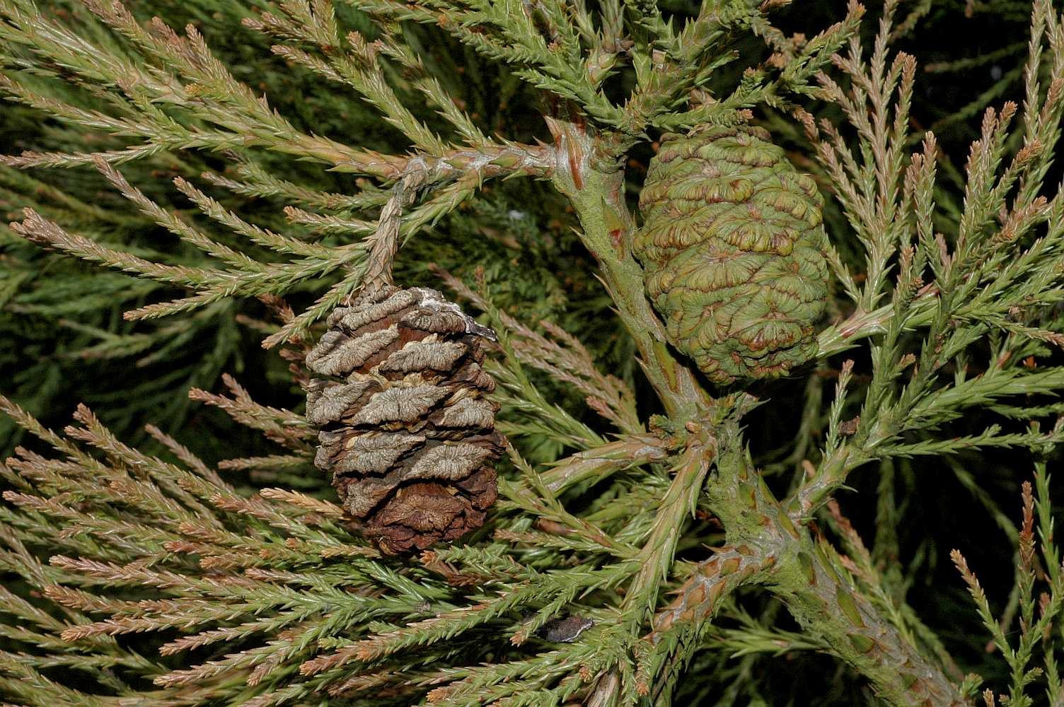 Cupressaceae Sequoiadendron giganteum