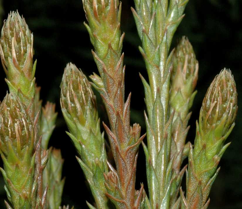 Cupressaceae Sequoiadendron giganteum