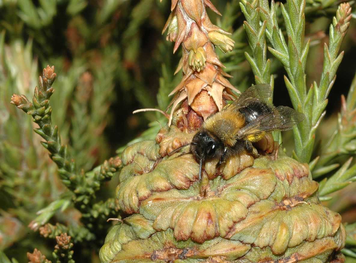 Cupressaceae Sequoiadendron giganteum