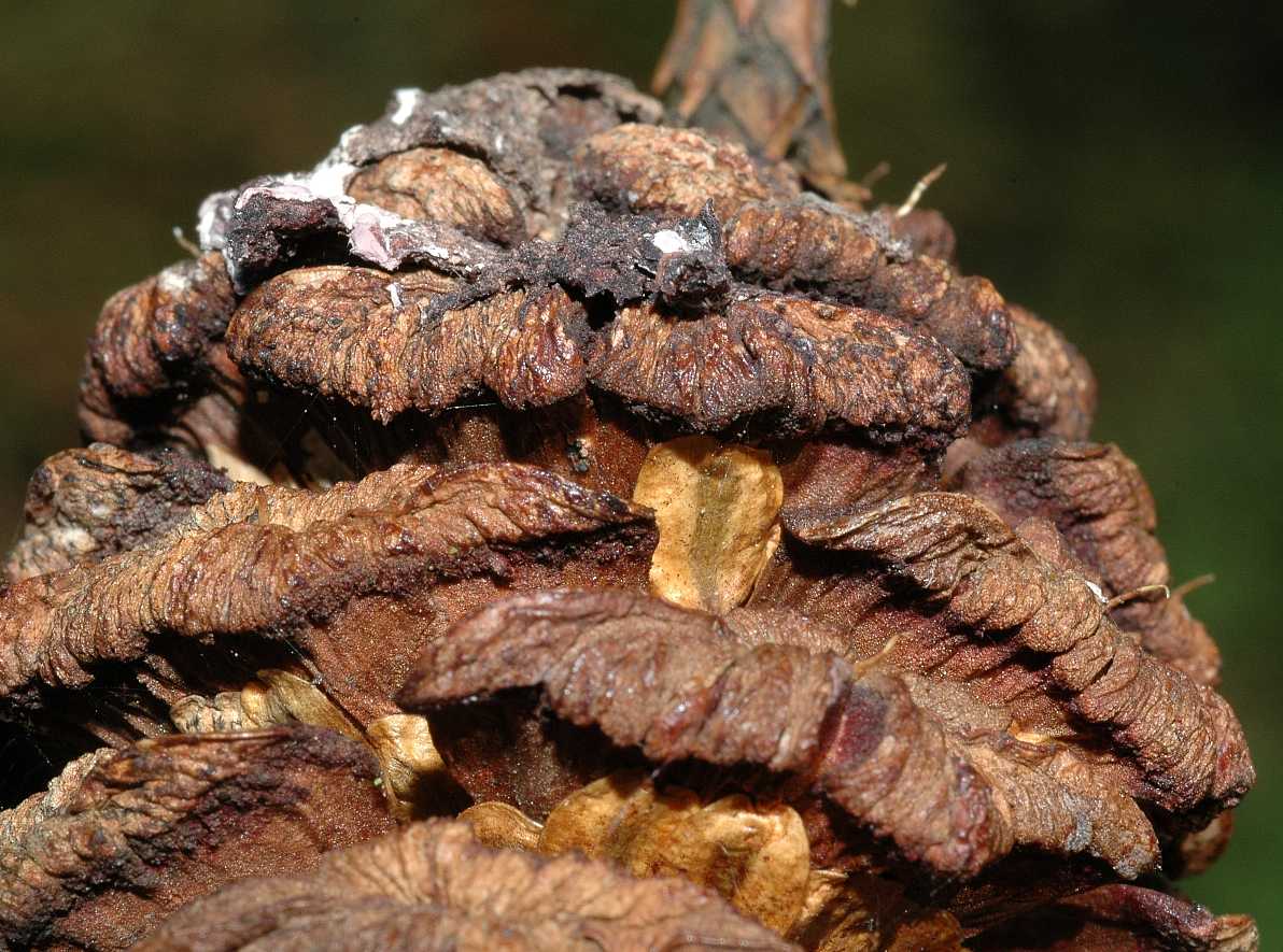 Cupressaceae Sequoiadendron giganteum