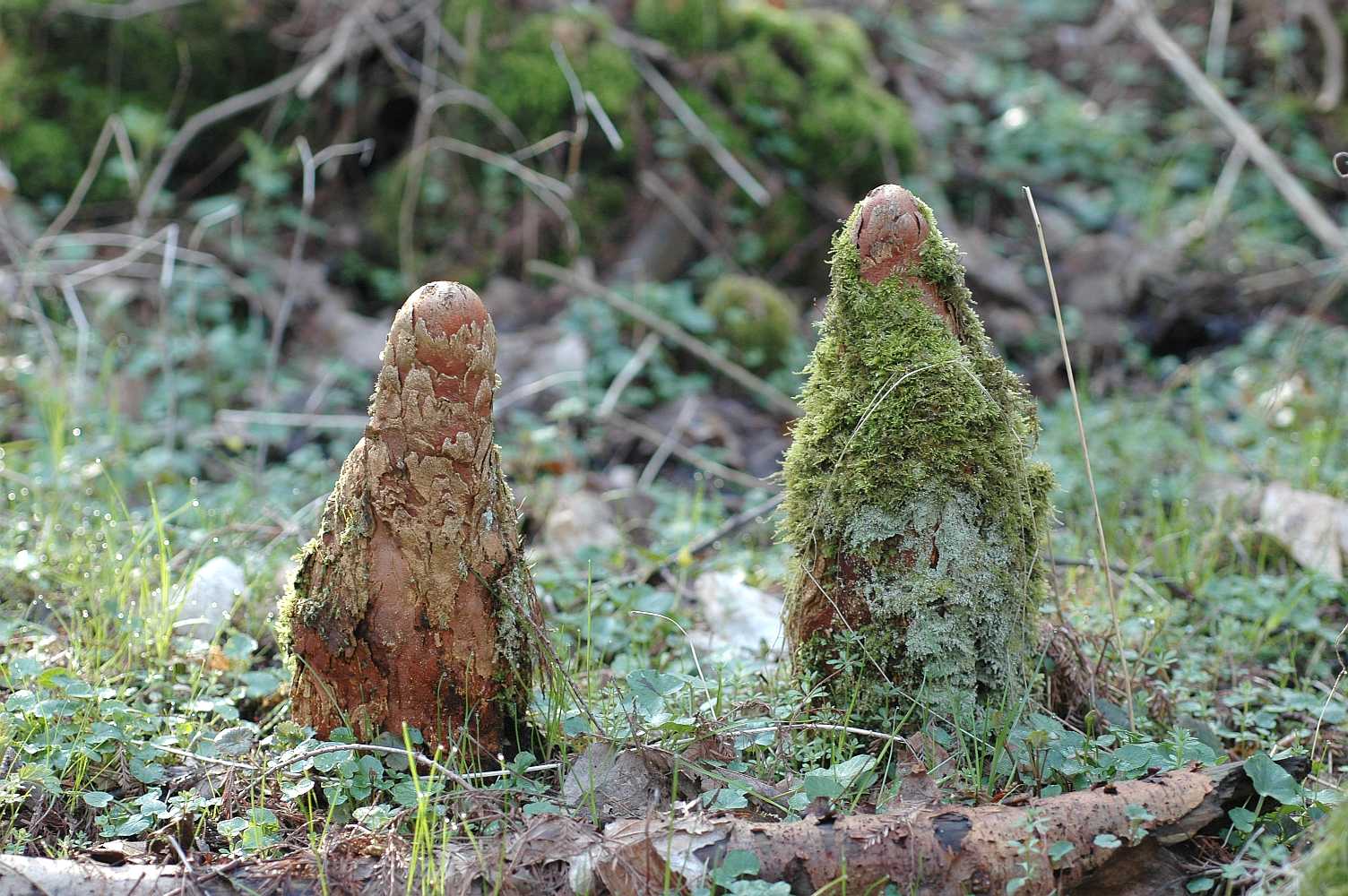 Cupressaceae Taxodium distichum