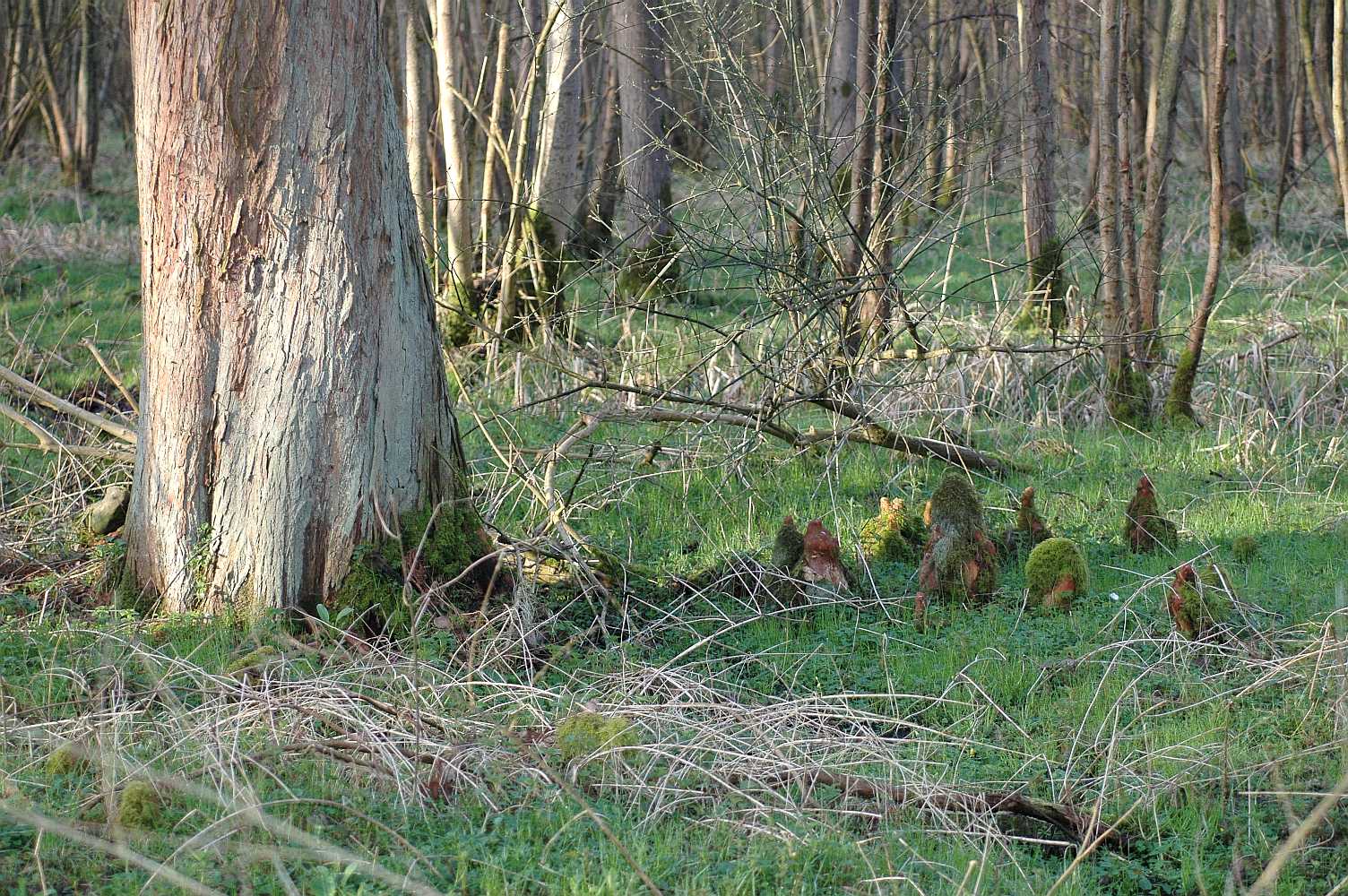 Cupressaceae Taxodium distichum