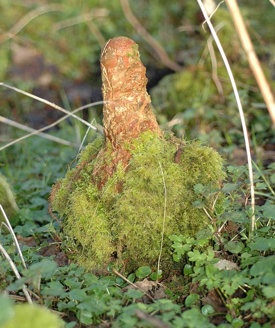 Cupressaceae Taxodium distichum