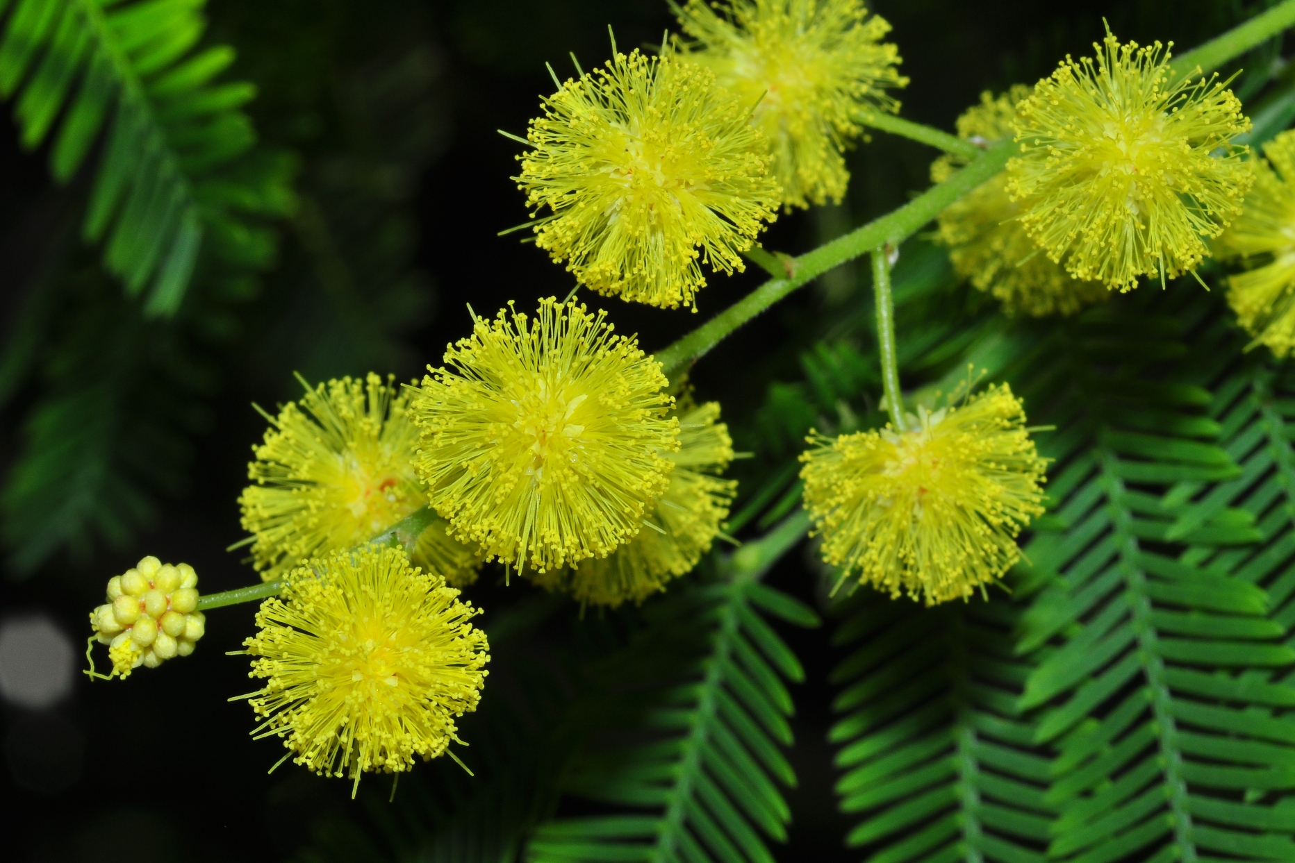 Fabaceae Acacia dealbata